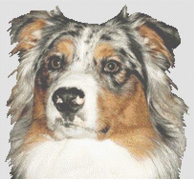 click here to view larger image of Australian Shepherd  (chart)
