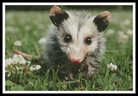 click here to view larger image of Opossum Joey (chart)
