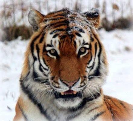 Snow Tiger, A