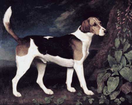 Ringwood, a Brocklesby Foxhound - George Stubbs	