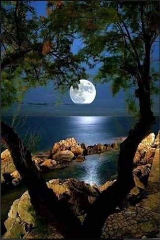 Moonlight Serenity