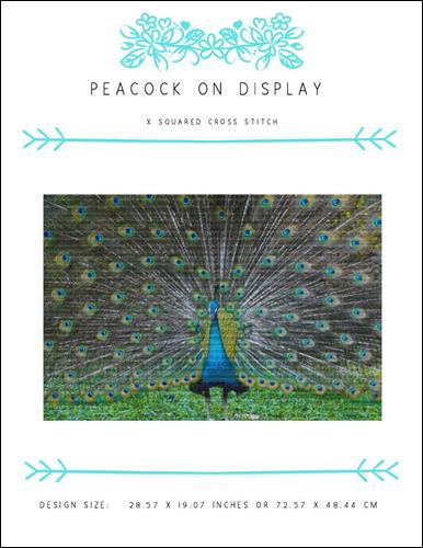 Peacock On Display