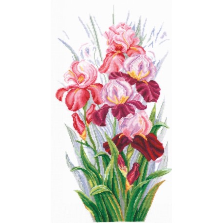 Triumph of Irises