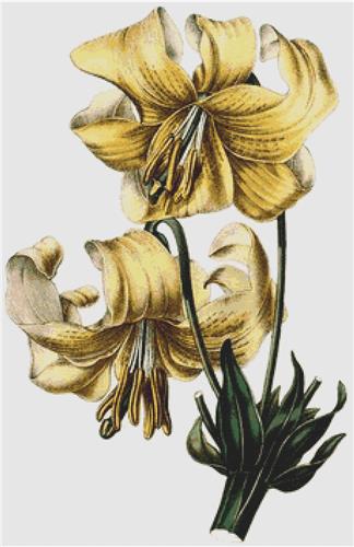 click here to view larger image of Nankeen Lily (chart)