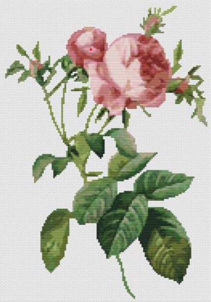Rosa Centifolia Foliacea (Pierre-Joseph Redoute)