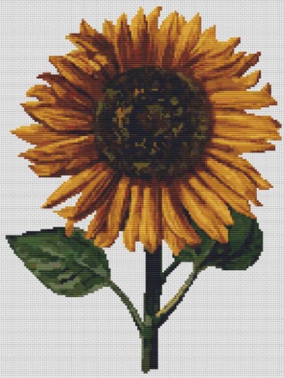 Sunflower (Daniel Froesch)