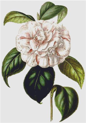 Camellia Grande Duchessa D’Estruria