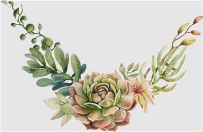 Arrangement Of Succulents II