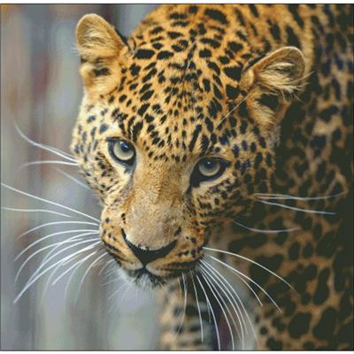 Leopard Stare