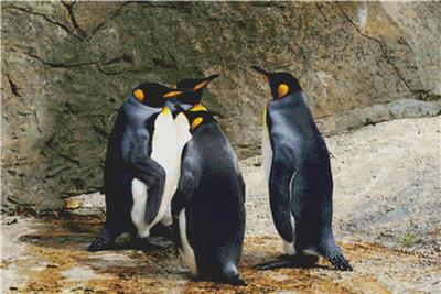 Group of Penguins