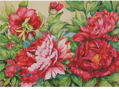 Peonies in Shades of Red