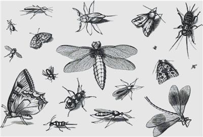 Collection of Insects