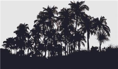 Silhouette of Palm Trees