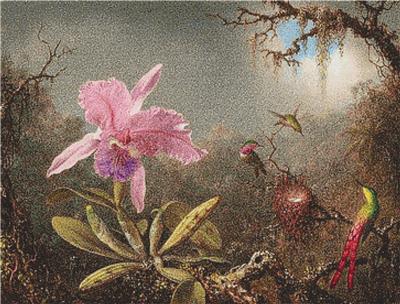 Cattleya Orchid and Three Hummingbirds