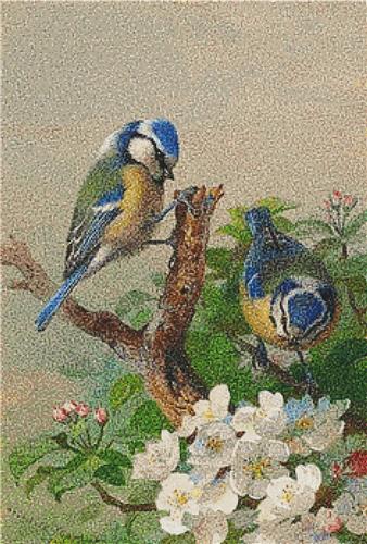 Two Blue Tits on a Tree Branch
