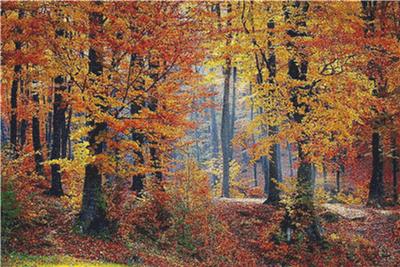 click here to view larger image of Forest Landscape in Autumn (chart)