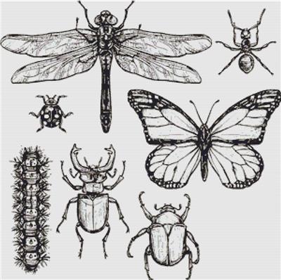 click here to view larger image of Set of Insects (chart)