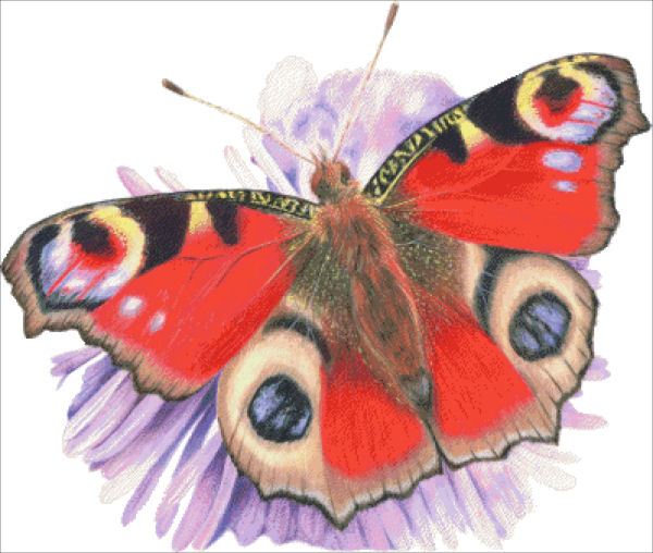 Peacock Butterfly - Joanne Rowland
