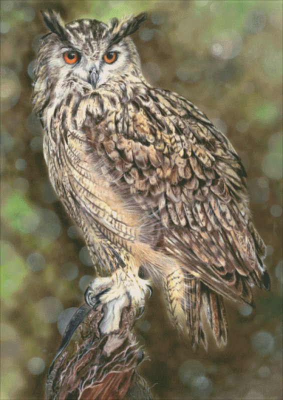 click here to view larger image of Imperial Eagle Owl - Joanne Rowland (chart)
