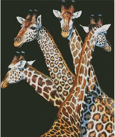 Four Giraffes  
