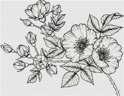click here to view larger image of Rosa Canina (chart)