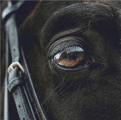Horse Eye I