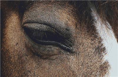 Horse Eye II
