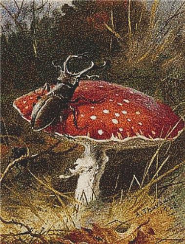 Stag Beetle on a Toadstool, A