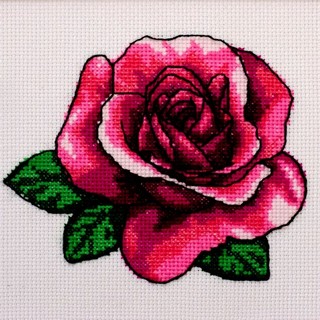 Rose- 0221