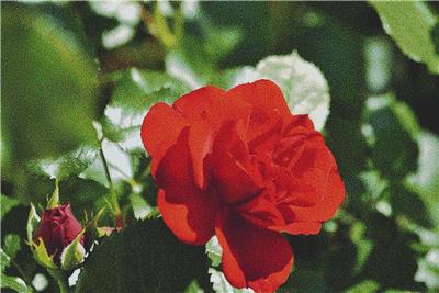 click here to view larger image of Red Roses (chart)