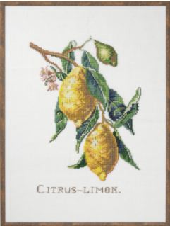 Citrus Limon (Lemon)