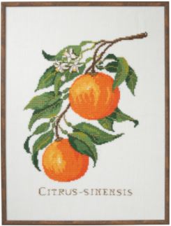 Citrus Sinensis (Oranges)