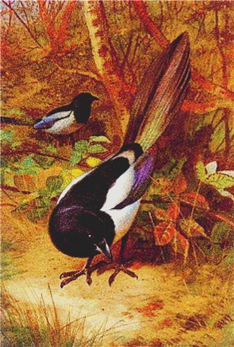 click here to view larger image of Magpies (chart)