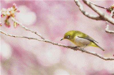 Bird Among the Cherry Blossoms