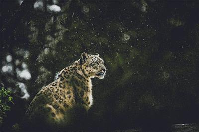 Snow Leopard in the Rain