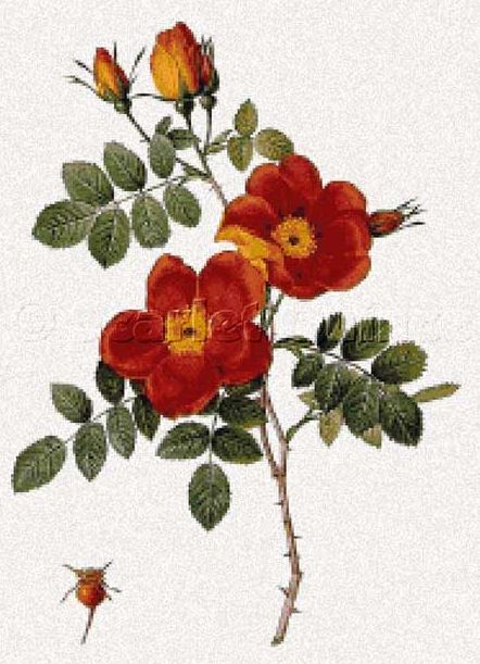 Rosa Eglanteria Var Punicea - Pierre-Joseph Redoute