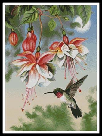 Fuschia and Hummingbird 