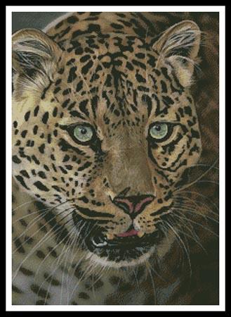 After Dark all Cats are Leopards (Karie-Ann Cooper)