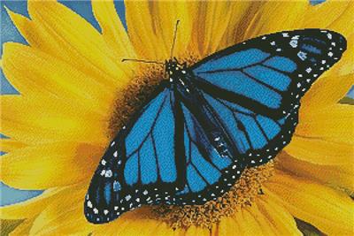 Blue Monarch Sunflower
