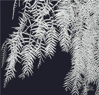 Delicate Leaves in Infrared