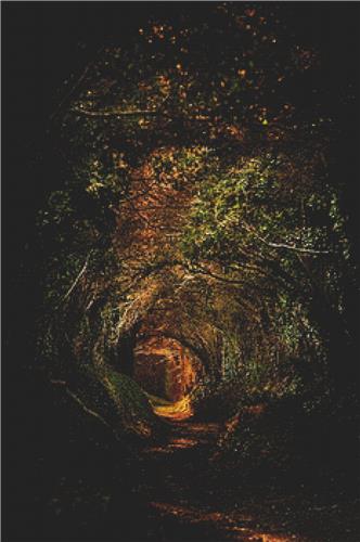Old Forest Tree Tunnel