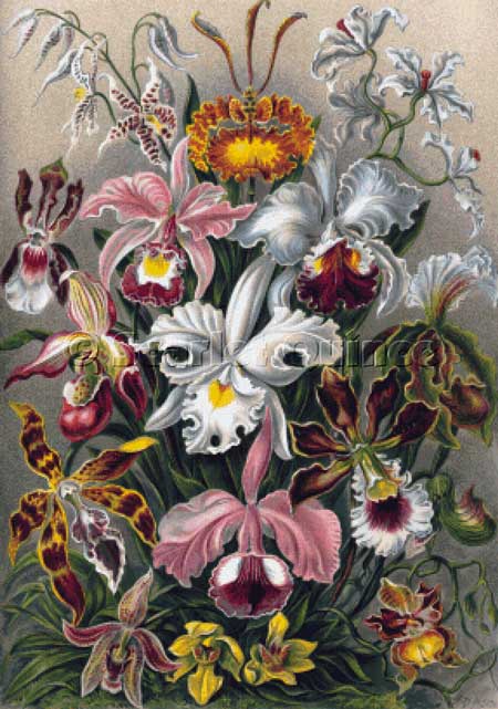 Orchids - Ernst Haekel