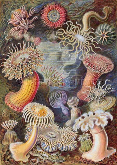 Sea Anemones - Ernst Haekel