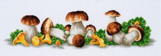 Mushroom Boom