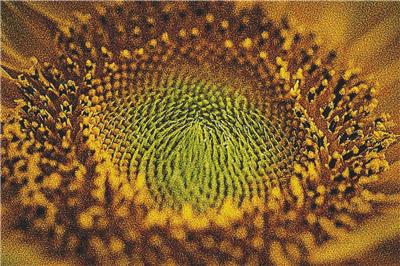 Sunflower Macro