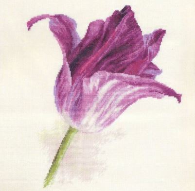 Tulips - Lilac Velvet