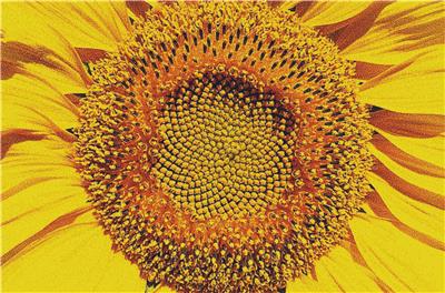 Sunflower Macro I