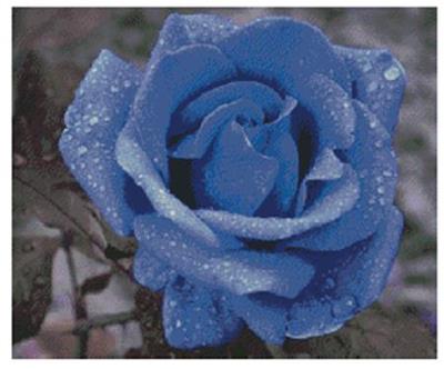 Blue Rose, The