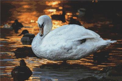 click here to view larger image of Sunset Swan (chart)