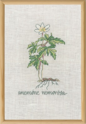 click here to view larger image of White Anemone (counted cross stitch kit)